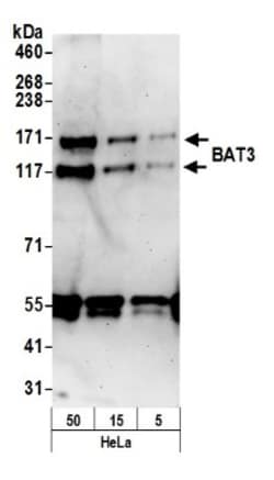 BAT3/BAG6 Antibody, Novus Biologicals 0.1 mL | Buy Online | Novus Biologicals | Fisher Scientific